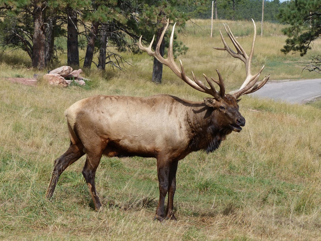 Elk