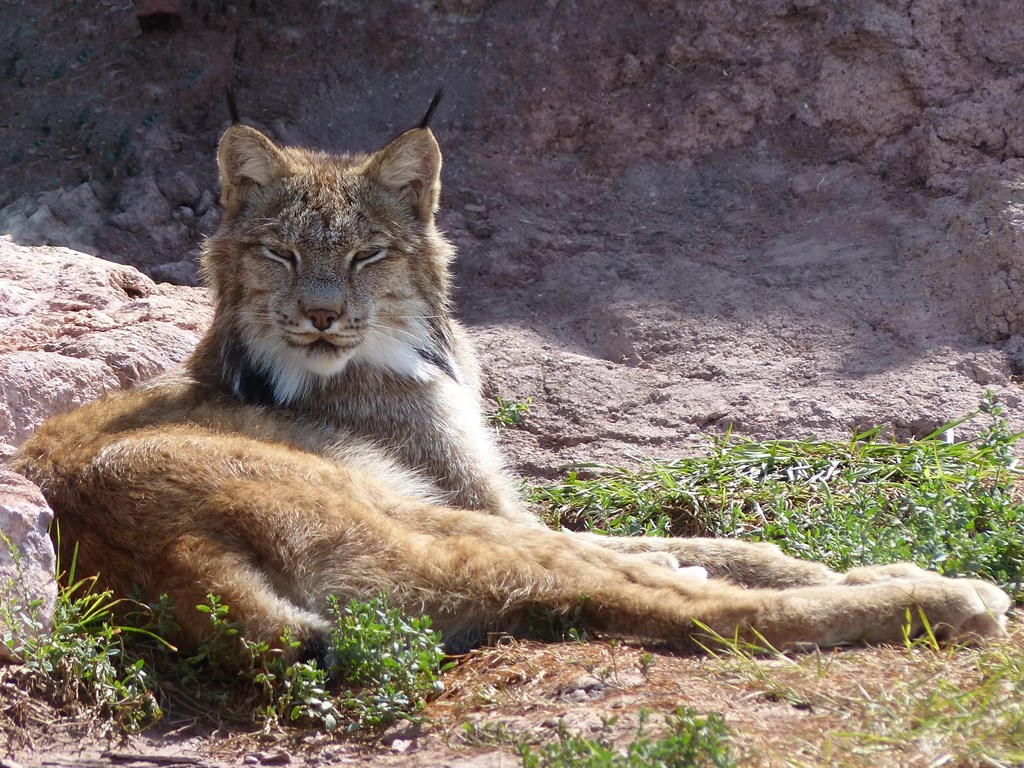 Lynx Cat