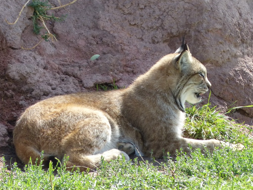 Lynx Cat